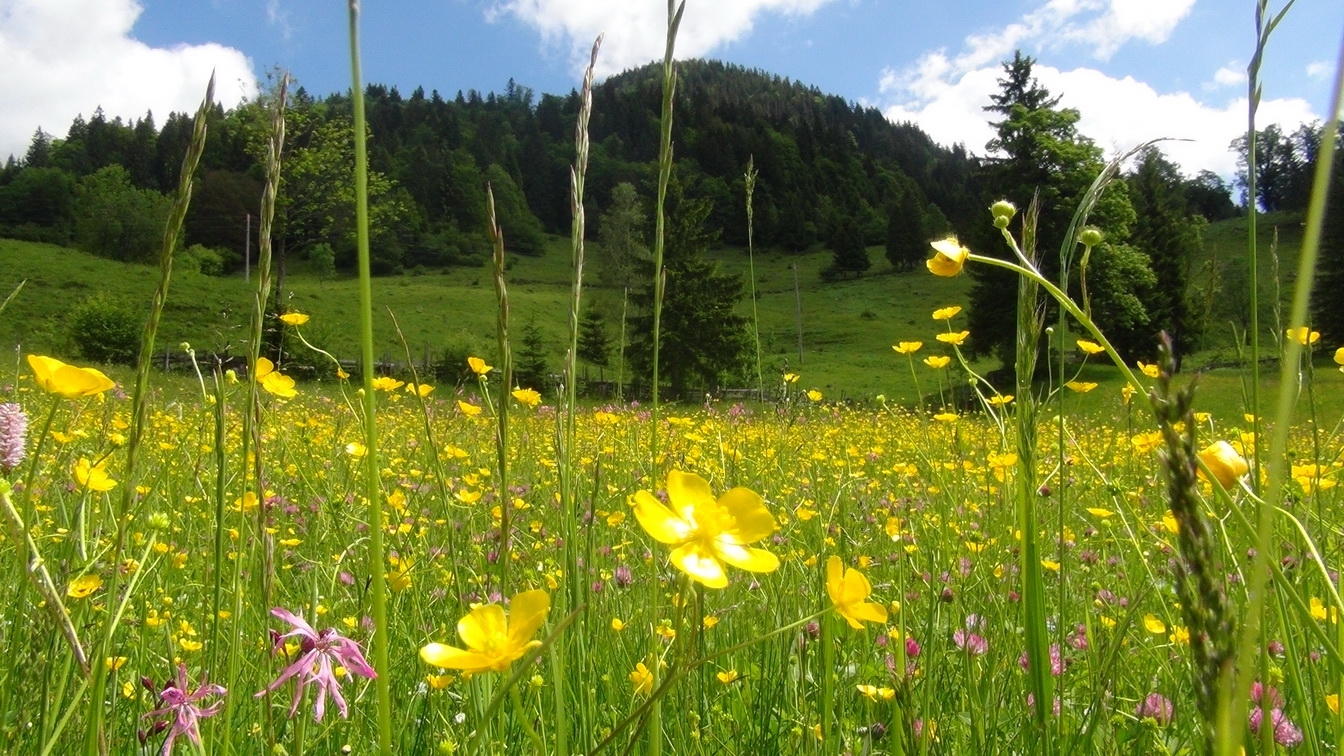 Blumenwiese_Heutal.jpg