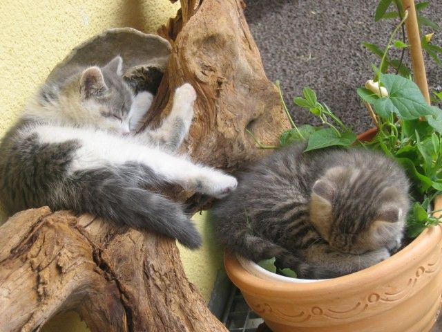 Süße Kätzchen